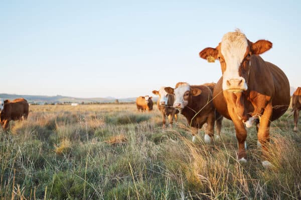 Cattle on farm land