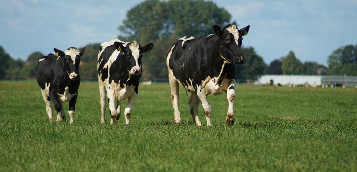 dairy-cows Dairy Cows in field