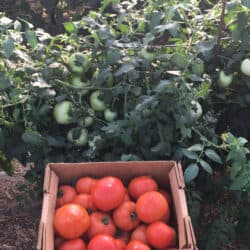 Horton's Tomato