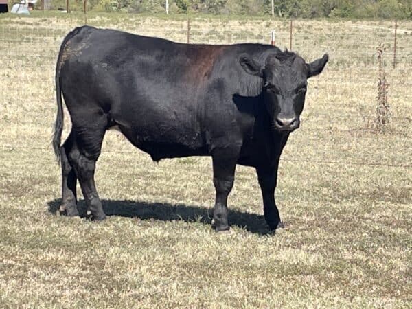  Cow from the Piguets heard. Hereford Angus  Wagyu
