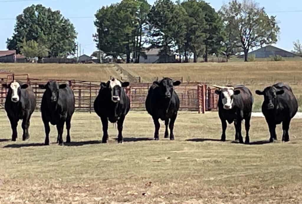 Piguet's Cattle heard Hereford Angus and Wagyu