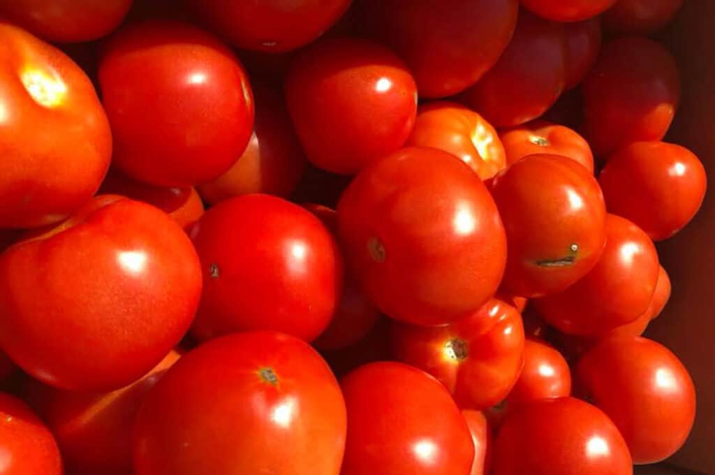 Tomatoes fresh from the garden